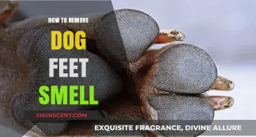 Banish Doggy Odor: A Guide to Fresh, Smell-Free Paws