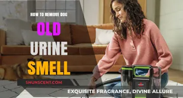 Eliminating Lingering Dog Urine Odors: A Comprehensive Guide