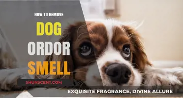 Freshen Up Your Home: A Guide to Eliminating Dog Odor