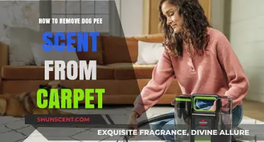 Effective Ways to Eliminate Dog Urine Odor from Your Carpet