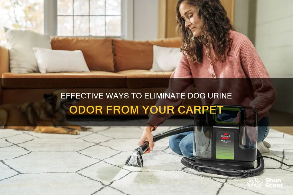 how to remove dog pee scent from carpet