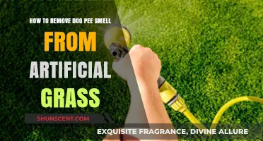 Effective Ways to Eliminate Dog Urine Odor from Artificial Turf