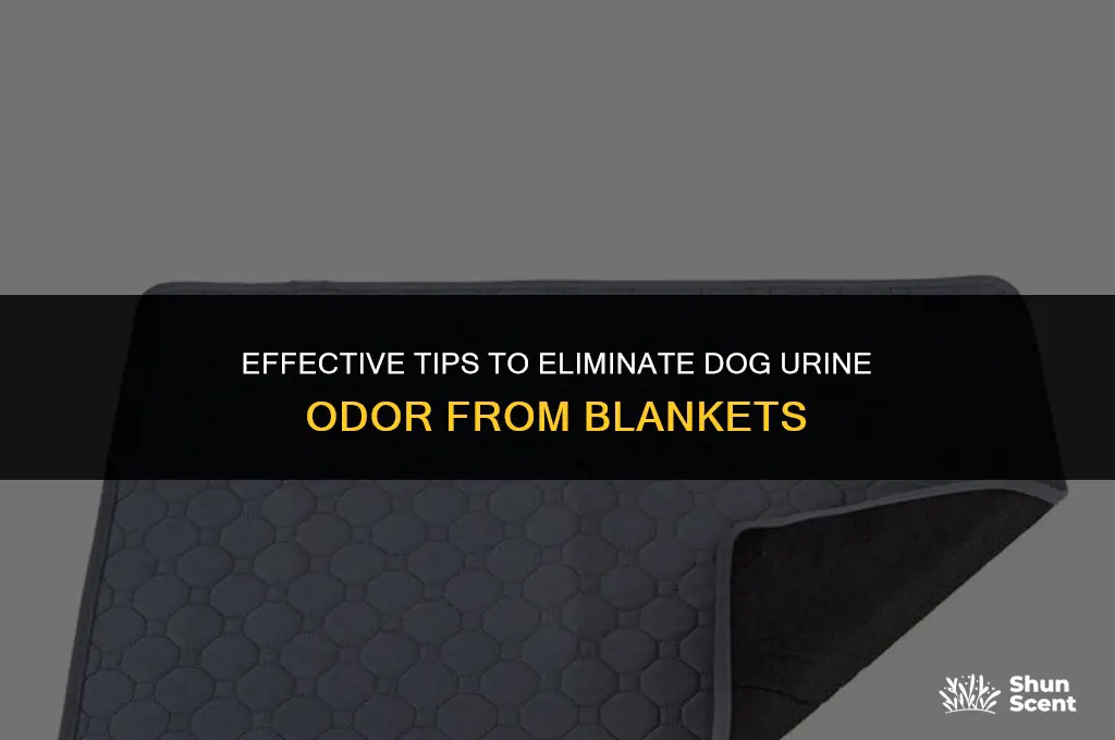 how to remove dog pee smell from blanket