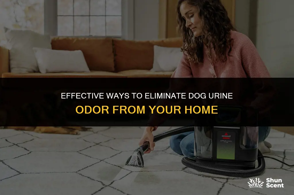 how to remove dog pee smell from hoem