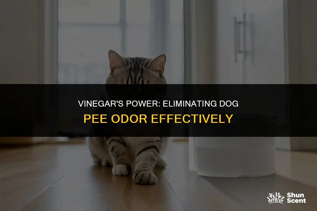 how to remove dog pee smell with vinegar