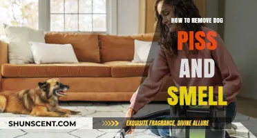 Effective Methods to Eliminate Dog Urine and Odor