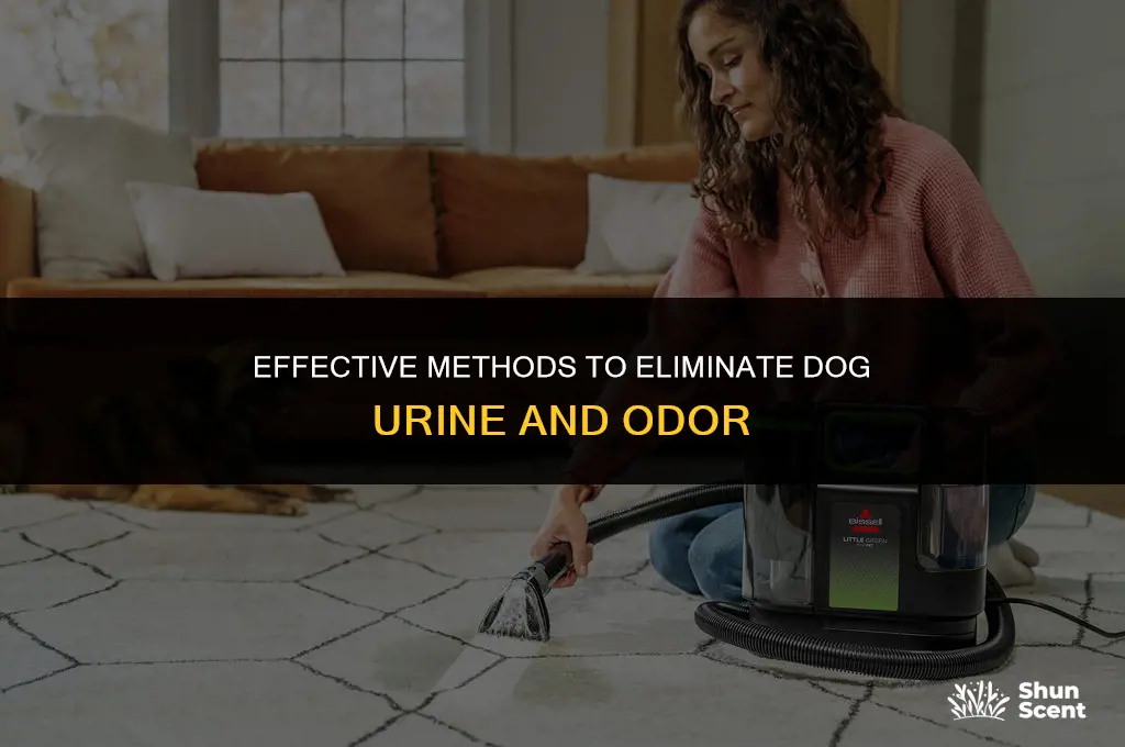 how to remove dog piss and smell