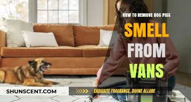 Van Odor Rescue: Effective Tips to Eliminate Dog Urine Smell