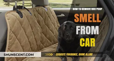 Banish That Odor: Effective Ways to Remove Dog Poop Smell from Your Car
