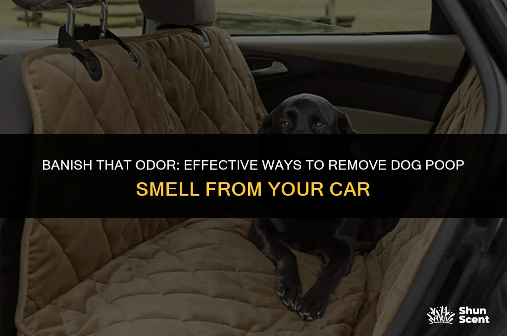 how to remove dog poop smell from car