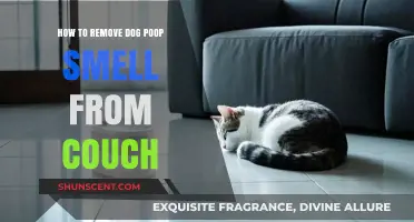 Effective Tips to Eliminate Dog Poop Odor from Your Couch