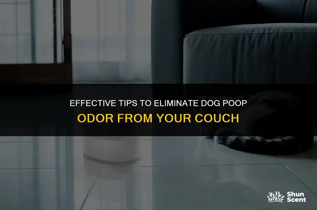 how to remove dog poop smell from couch