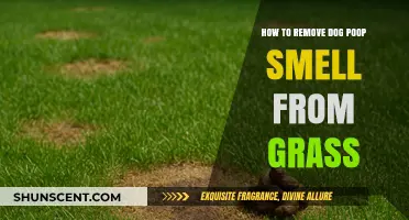Effective Ways to Eliminate Dog Poop Odor from Your Lawn