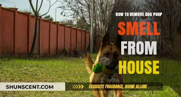 Banish the Odor: Effective Ways to Remove Dog Poop Smell from Your Home