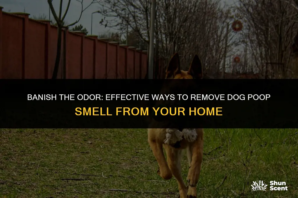 how to remove dog poop smell from house