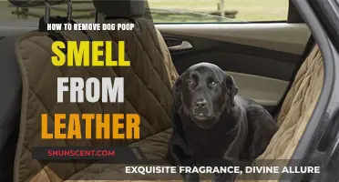 Effective Ways to Eliminate Dog Poop Odor from Leather Surfaces