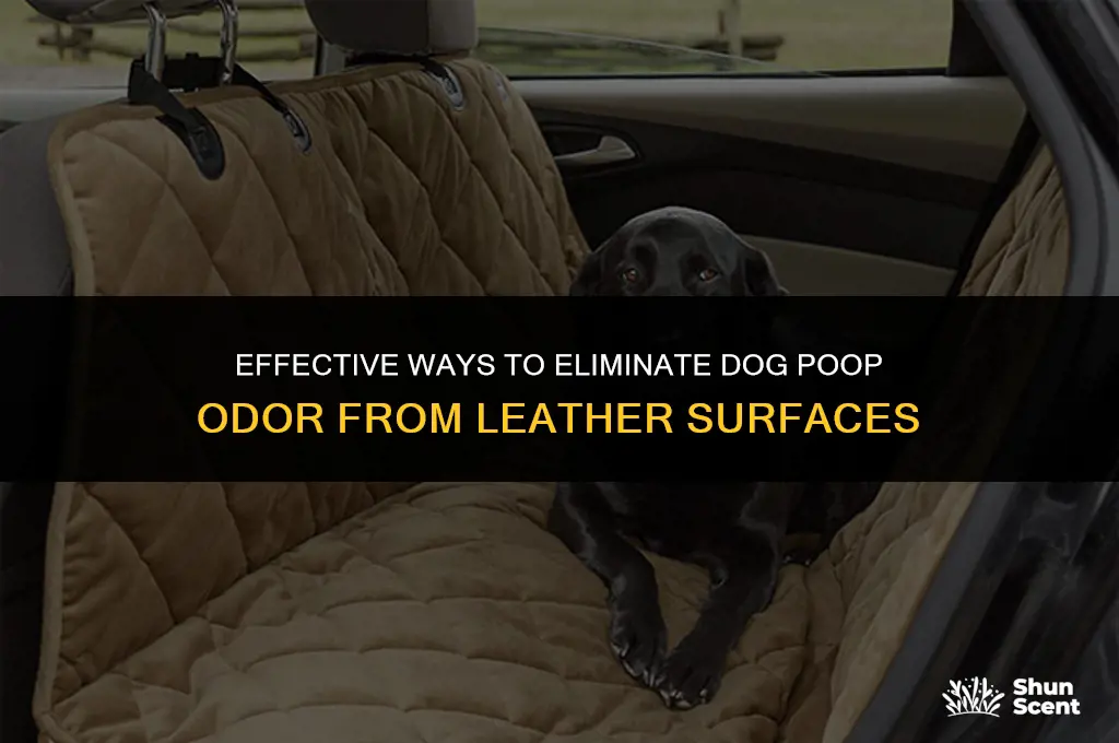 how to remove dog poop smell from leather