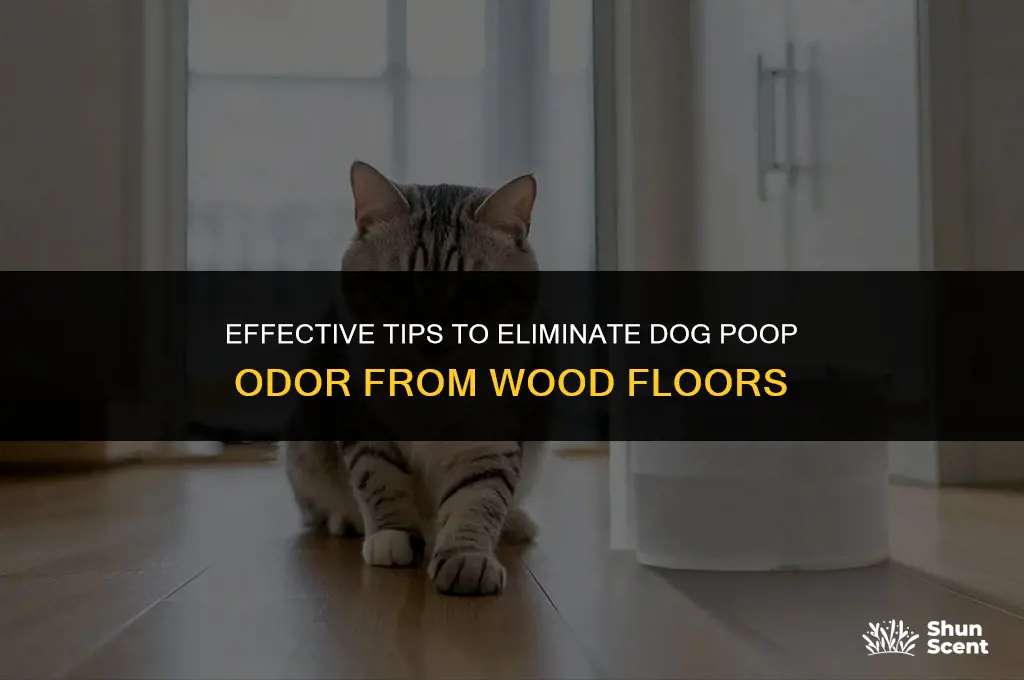 how to remove dog poop smell from wood floor