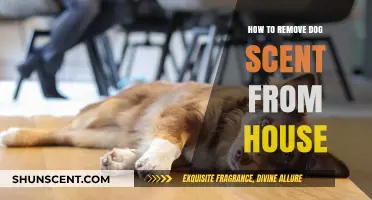Eliminate Dog Odors: Proven Tips for a Fresh-Smelling Home