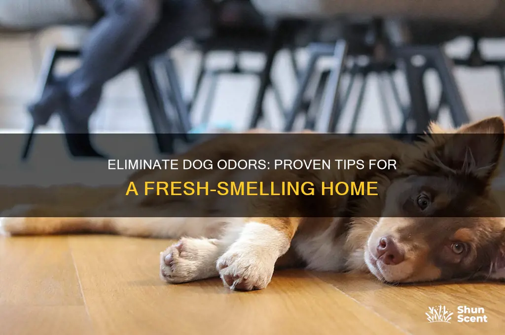 how to remove dog scent from house