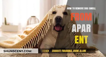 Freshen Up Your Home: A Guide to Eliminating Dog Odors from Apartments