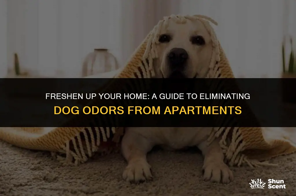 how to remove dog smell from apar ent