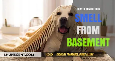 Freshen Up Your Basement: A Guide to Eliminating Dog Odors