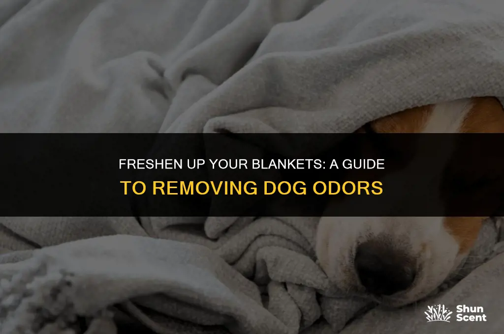 how to remove dog smell from blanket