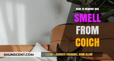 Freshen Up Your Space: Effective Tips to Eliminate Dog Odor from Couches