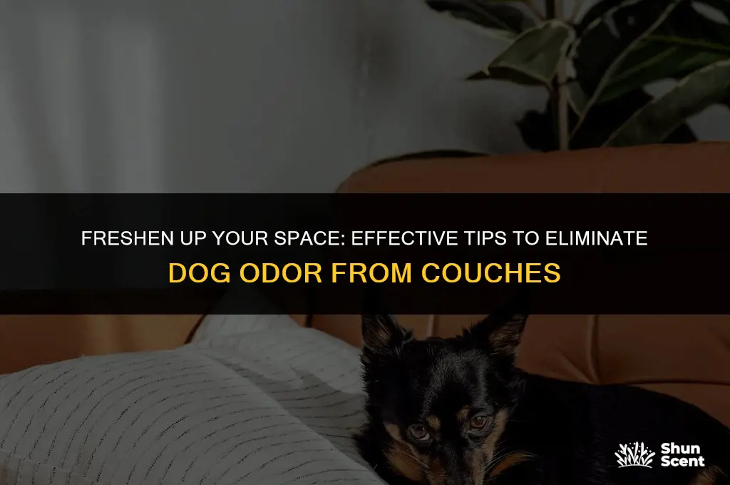 how to remove dog smell from coich