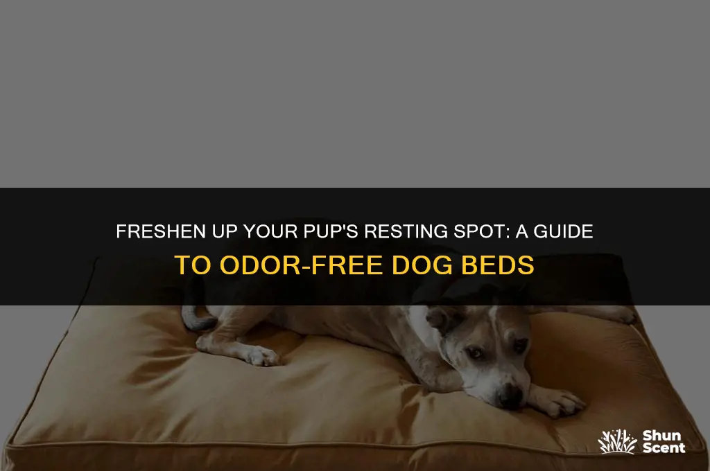 how to remove dog smell from dog bed