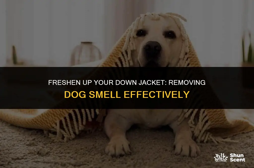 how to remove dog smell from down jacket