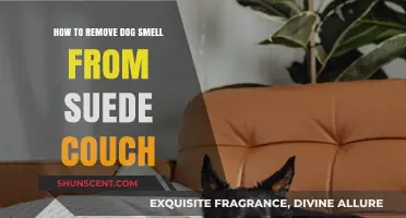 Freshen Up Your Suede Couch: A Guide to Removing Dog Odors