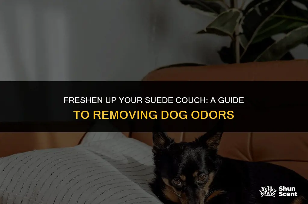 how to remove dog smell from suede couch