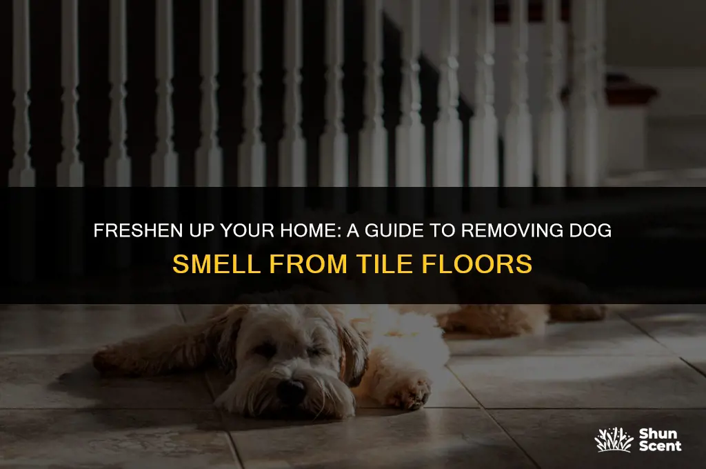 how to remove dog smell from tile floors