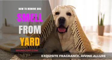 Freshen Up Your Yard: Effective Tips to Eliminate Dog Odor
