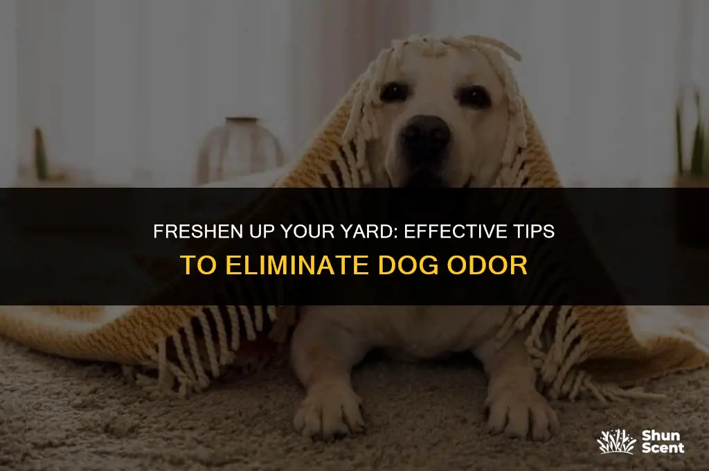 how to remove dog smell from yard