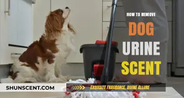 Effective Ways to Eliminate Dog Urine Smell from Your Home