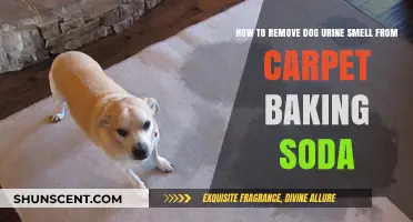 Eliminate Dog Urine Odor from Carpets with Baking Soda: A Simple Guide