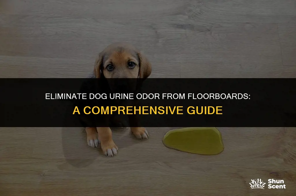how to remove dog urine smell from floorboards