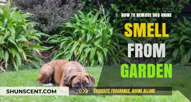 Effective Ways to Eliminate Dog Urine Odor from Your Garden