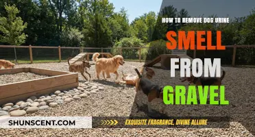 Eliminate Dog Urine Odor from Gravel: A Comprehensive Guide