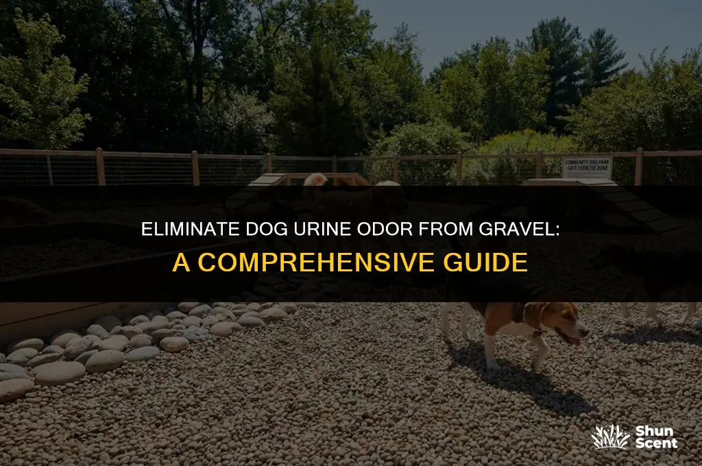 how to remove dog urine smell from gravel