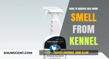 Effective Tips to Eliminate Dog Urine Odor from Your Kennel