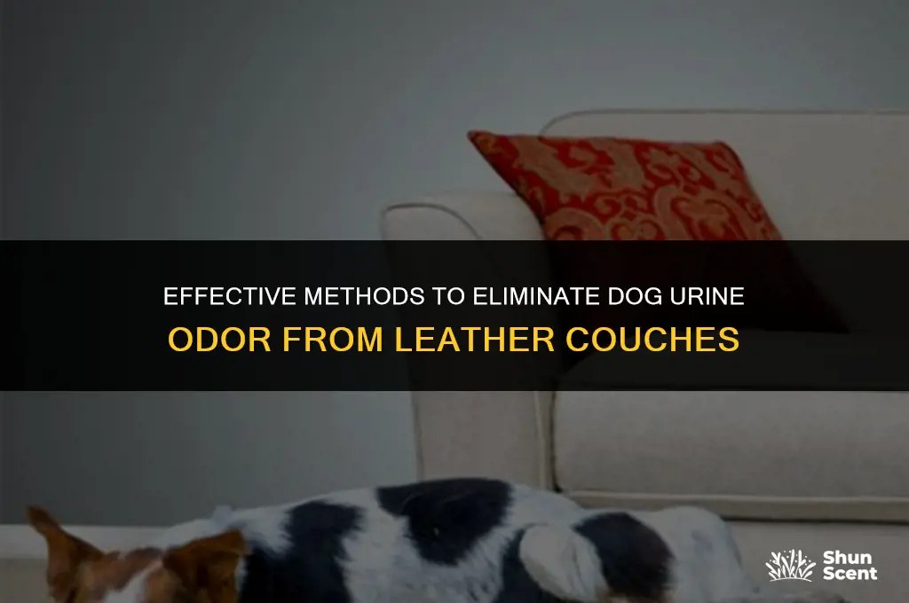 how to remove dog urine smell from leather couch