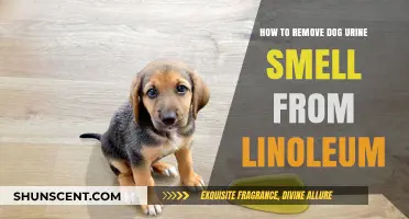 Effective Tips to Eliminate Dog Urine Odor from Linoleum Floors