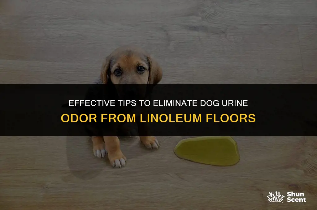 how to remove dog urine smell from linoleum