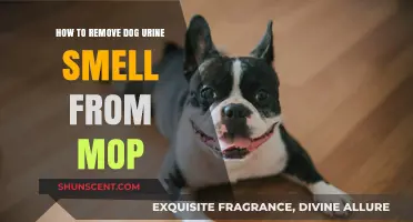 Effective Tips to Eliminate Dog Urine Odor from Your Mop