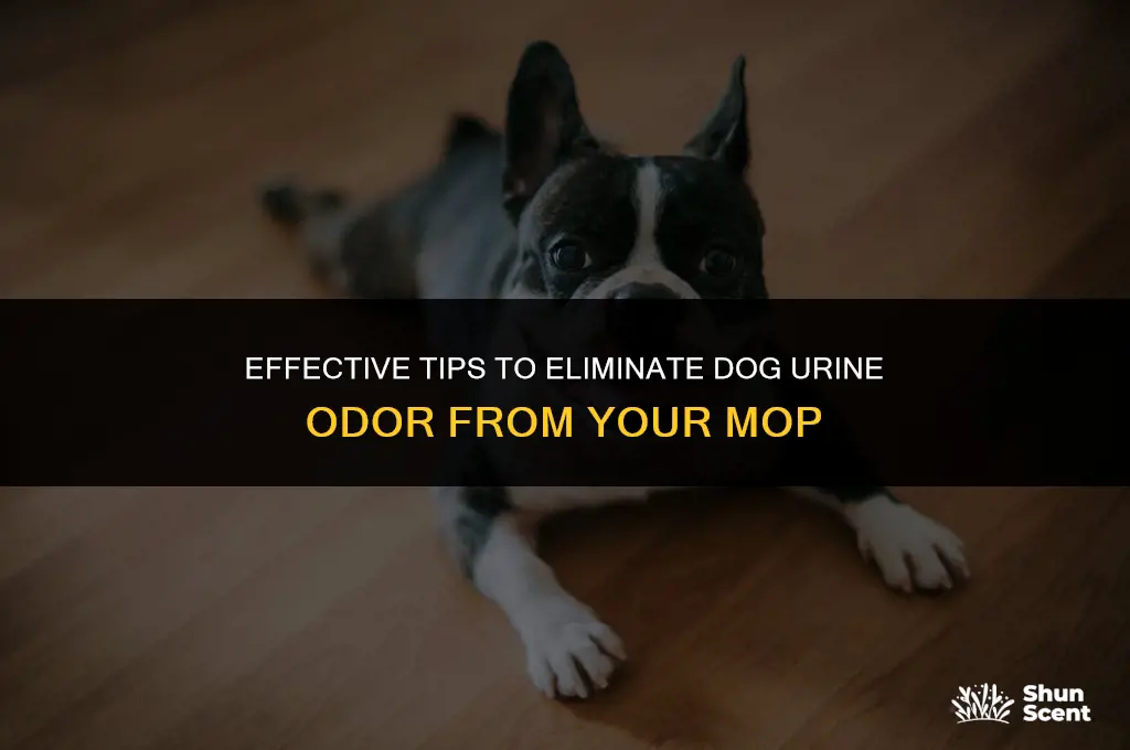 how to remove dog urine smell from mop