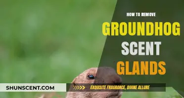 Effective Methods to Safely Remove Groundhog Scent Glands at Home